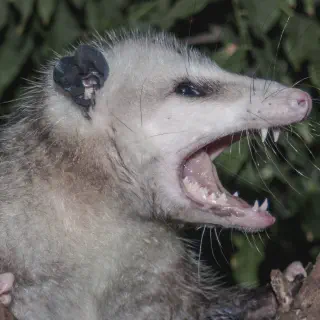 /img/21698-opossum-habitat.webp