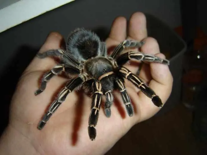 /img/21701-zebra-knee-tarantula-breeding.webp