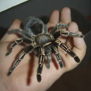 /img/21701-zebra-knee-tarantula-breeding.webp