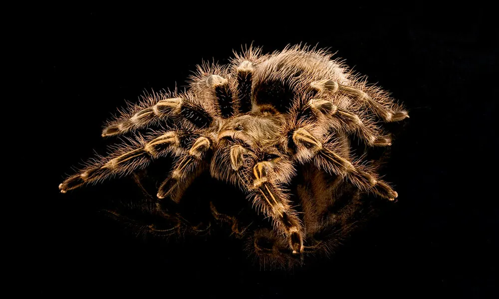 21701 zebra knee tarantula feeding