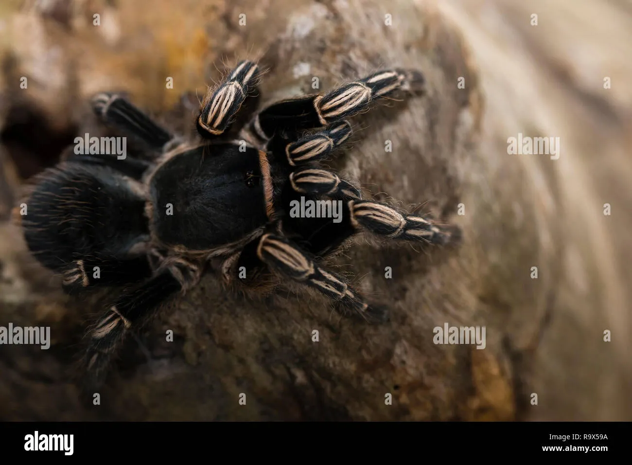 21701 zebra knee tarantula health