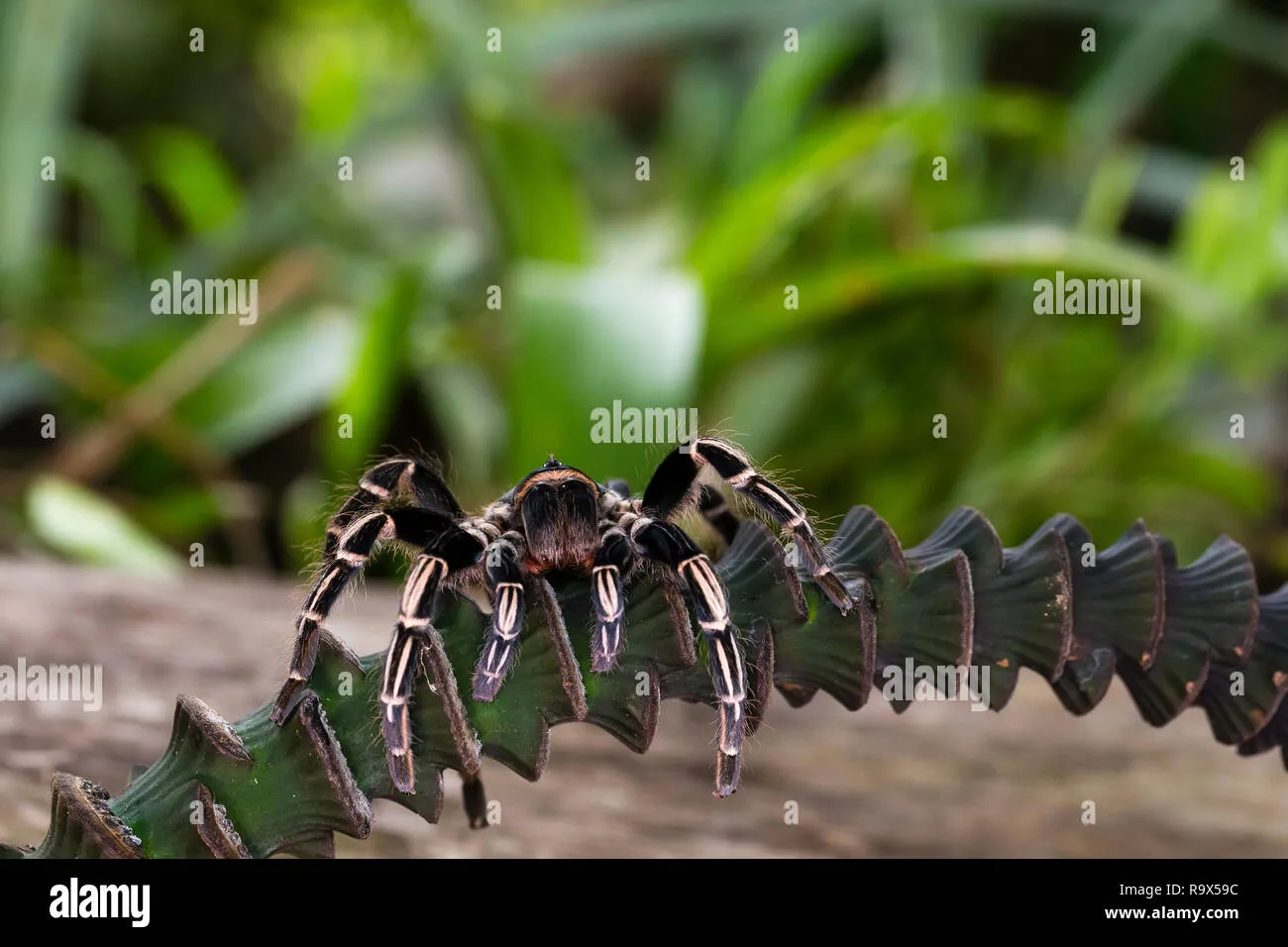 21701 zebra knee tarantula molting