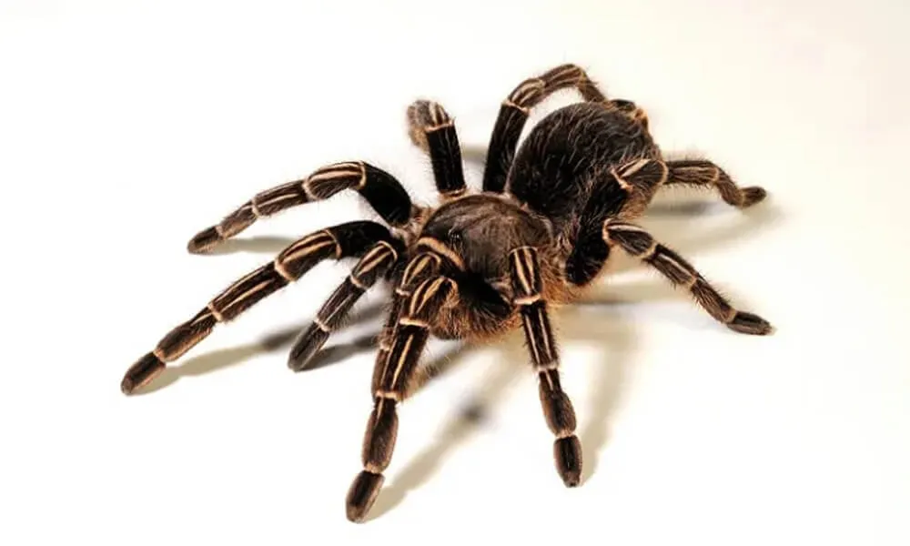 21701 zebra knee tarantula water