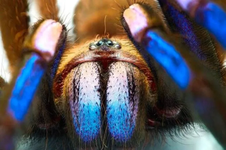 21702 lightning blue tarantula feeding