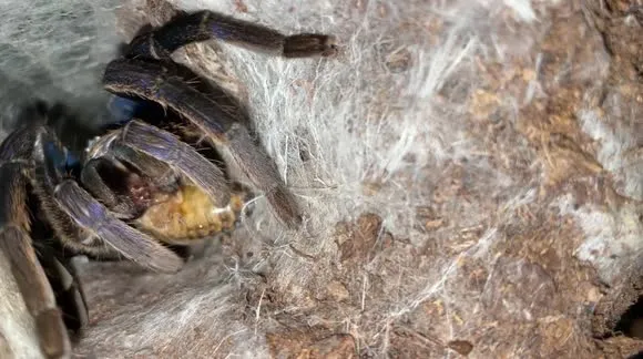 21702 lightning blue tarantula handling