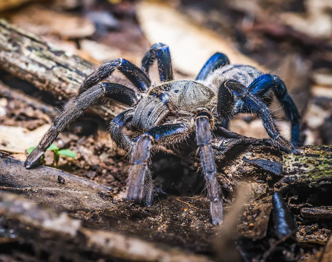 21702 lightning blue tarantula molting