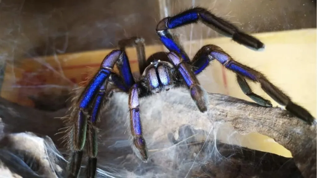 /img/21702-lightning-blue-tarantula-venom.webp