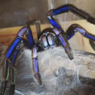 /img/21702-lightning-blue-tarantula-venom.webp