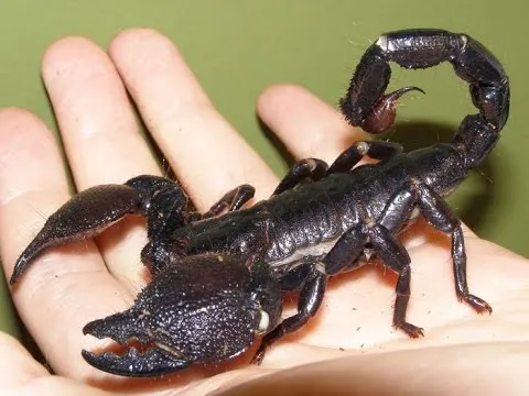 21705 tarantula vs emperor scorpion 5