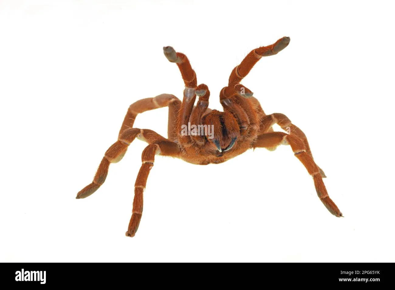 21706 king tarantula pre rolls kenya image6