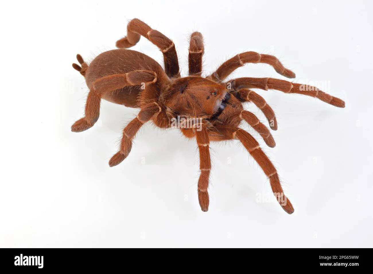 /img/21706-king-tarantula-pre-rolls-kenya-image7.webp