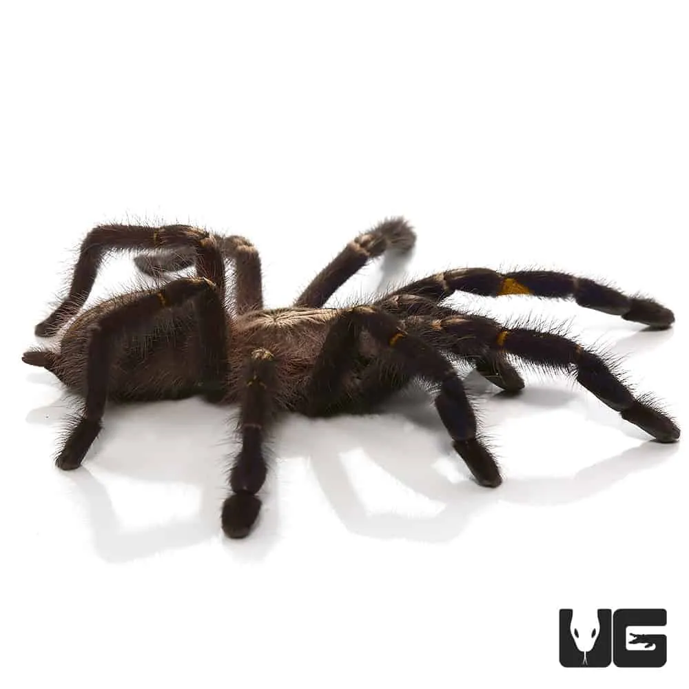 21707 gooty sapphire tarantula close up