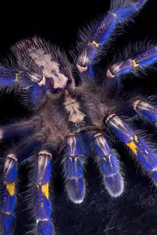 21707 gooty sapphire tarantula display