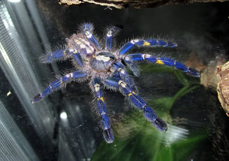 21707 gooty sapphire tarantula habitat