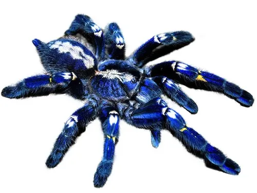 21707 gooty sapphire tarantula spiderling