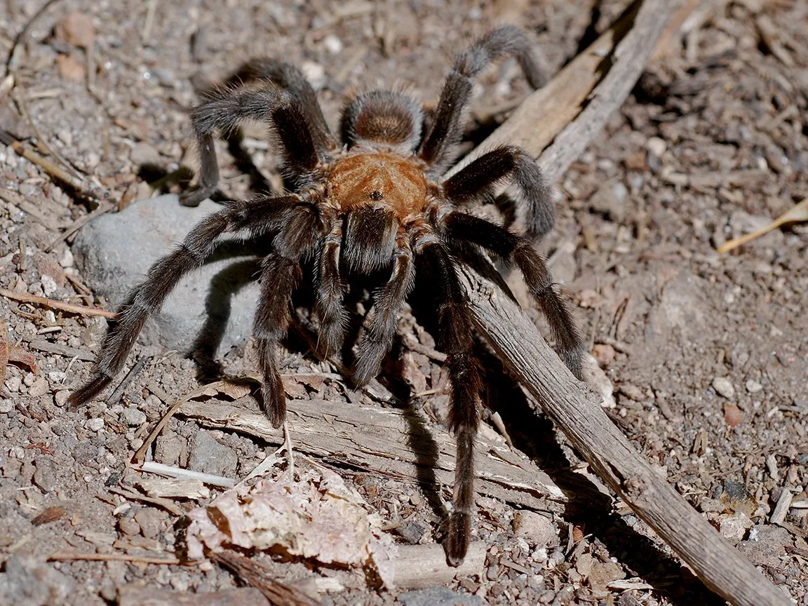 21708 tarantula feeding
