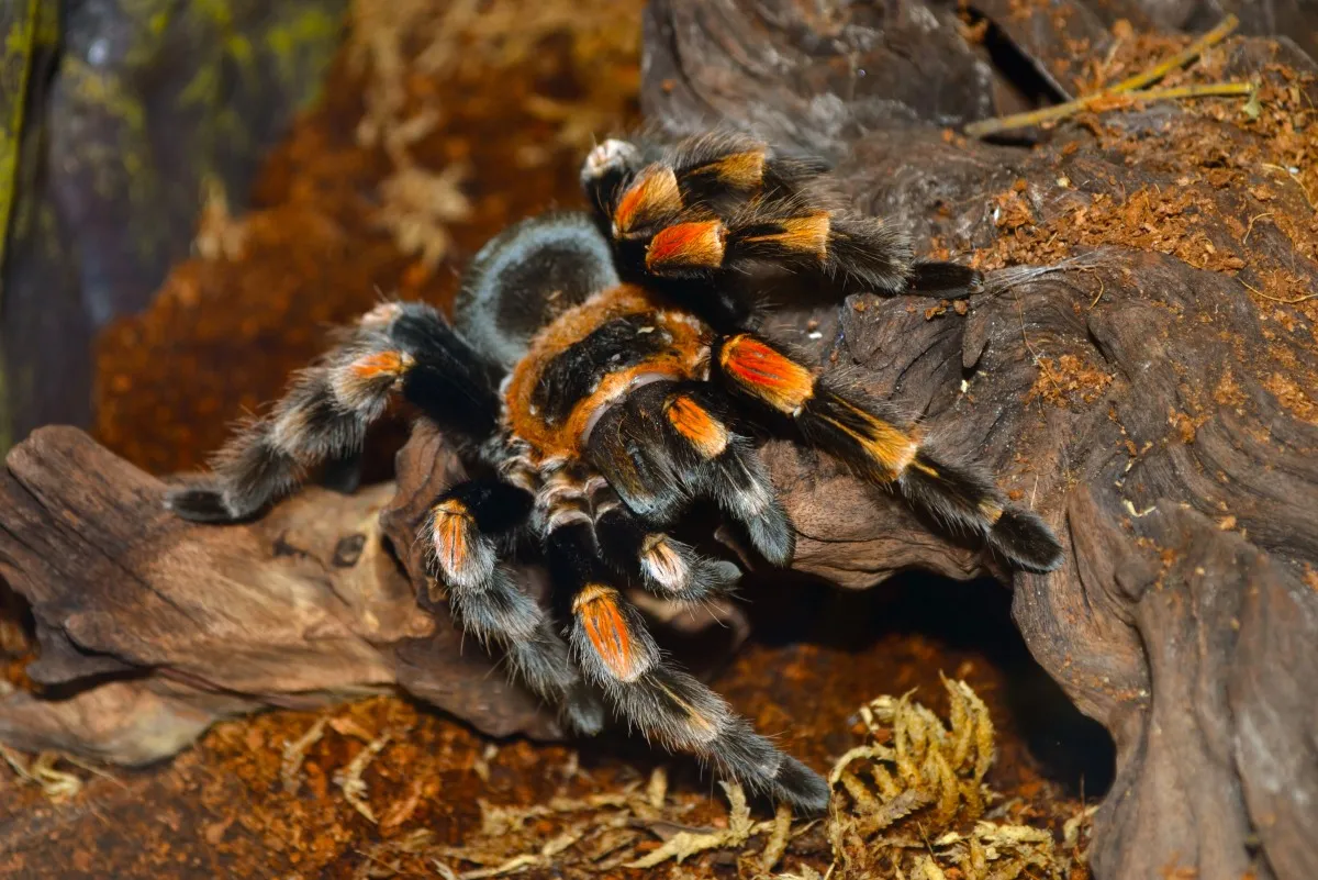 21708 tarantula health issues