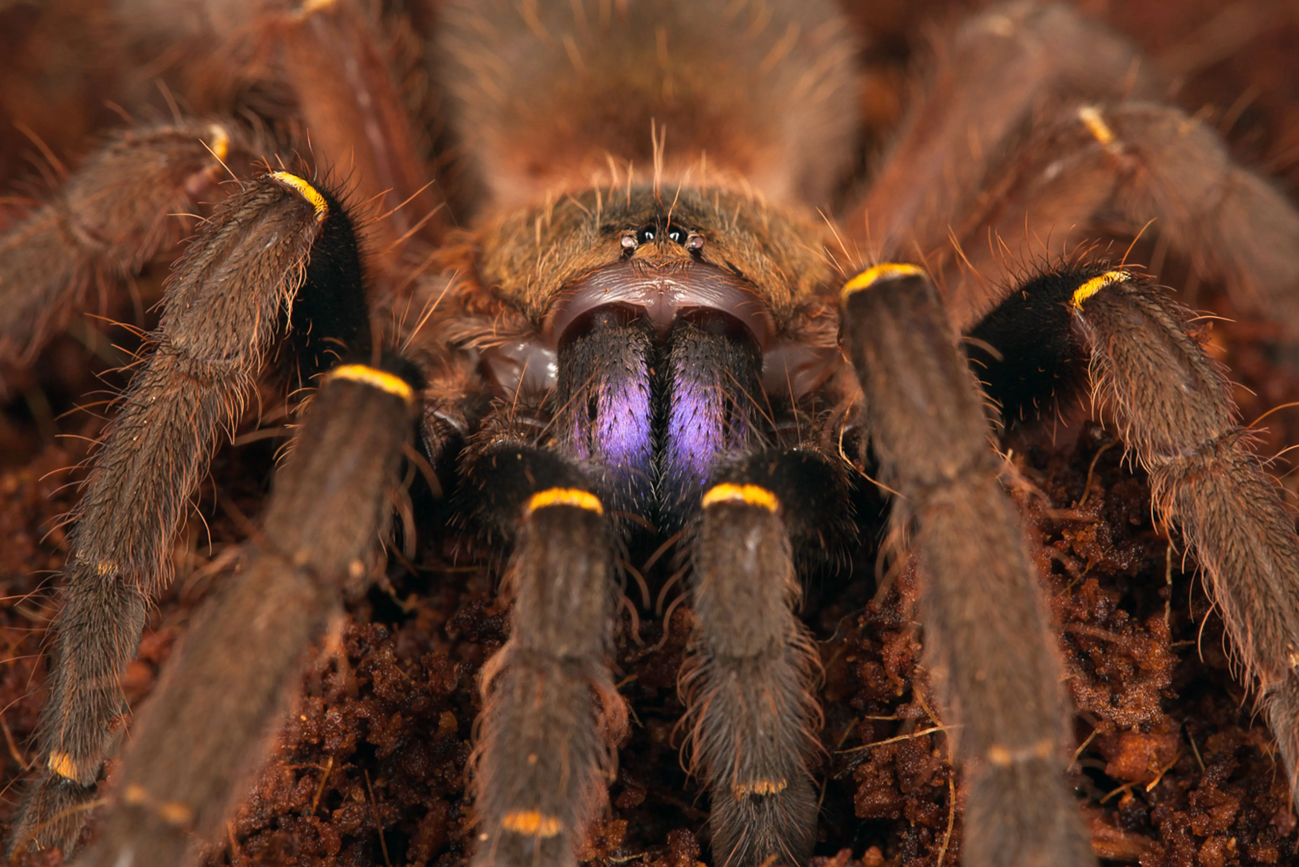 /img/21708-tarantula-species-diversity.webp