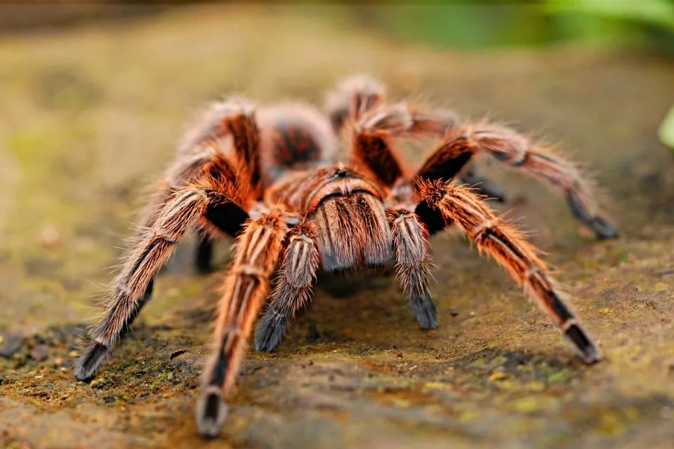 21709 chilean rose hair tarantula