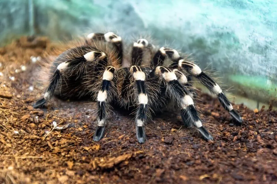 21709 costa rican zebra tarantula