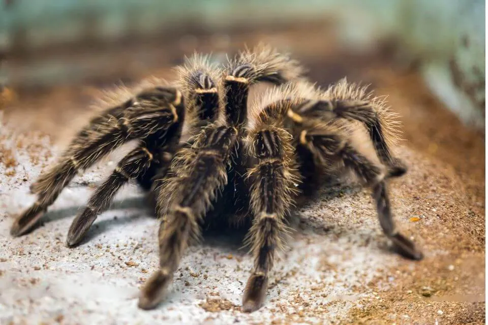 21709 curly hair tarantula