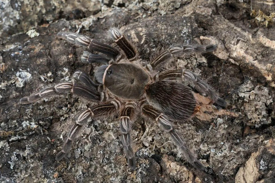 21709 mexican red knee tarantula