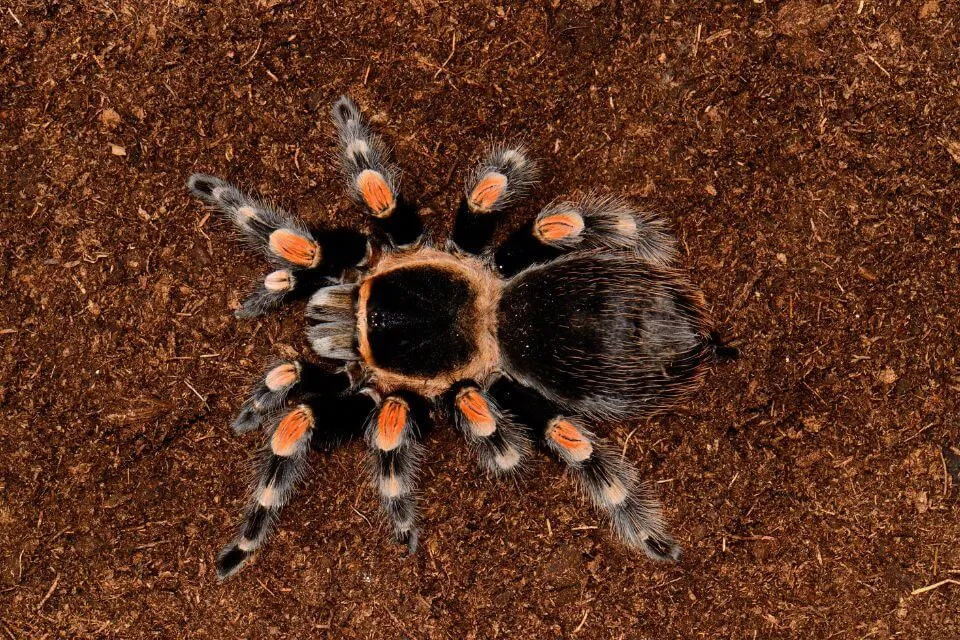 21709 tarantula enclosure