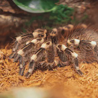 /img/21709-tarantula-handling.webp