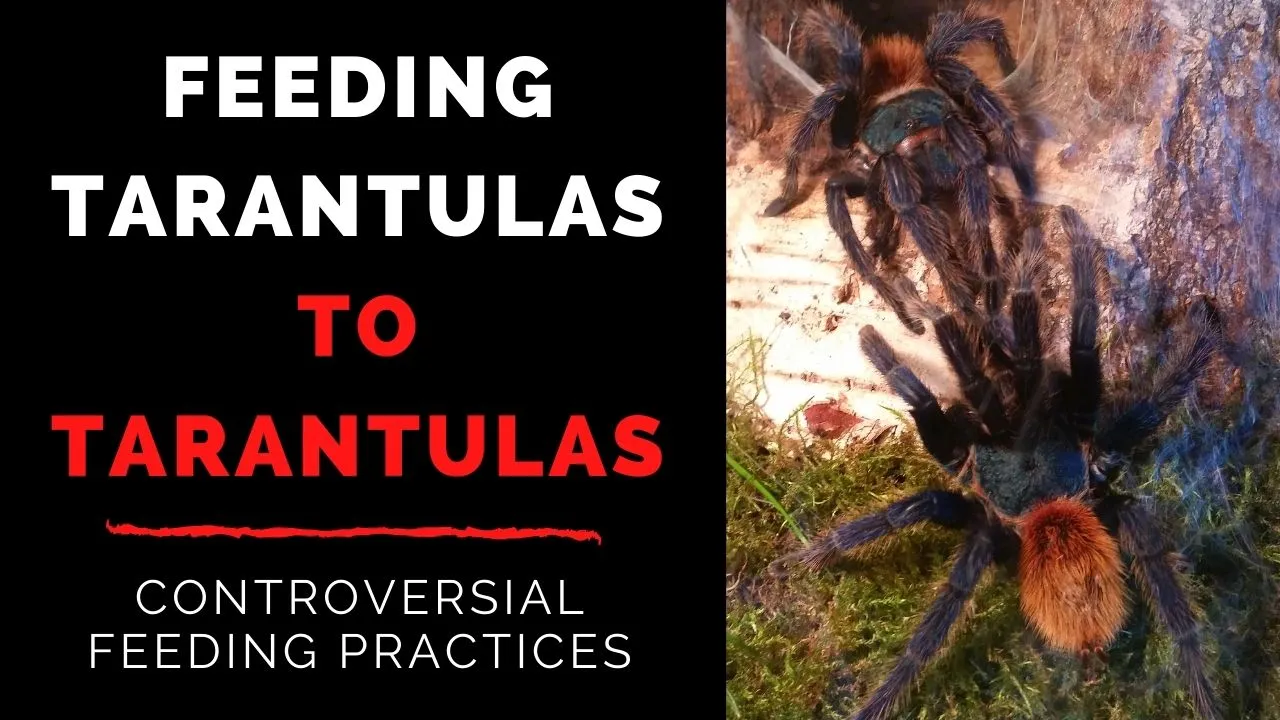21710 tarantula environment