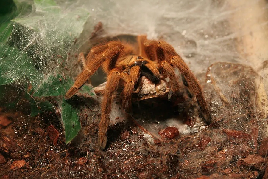 21710 tarantula molting