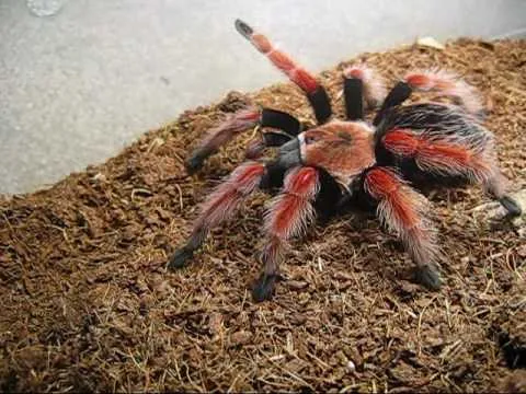 /img/21710-tarantula-observing.webp