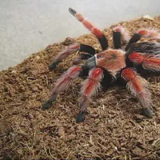 /img/21710-tarantula-observing.webp