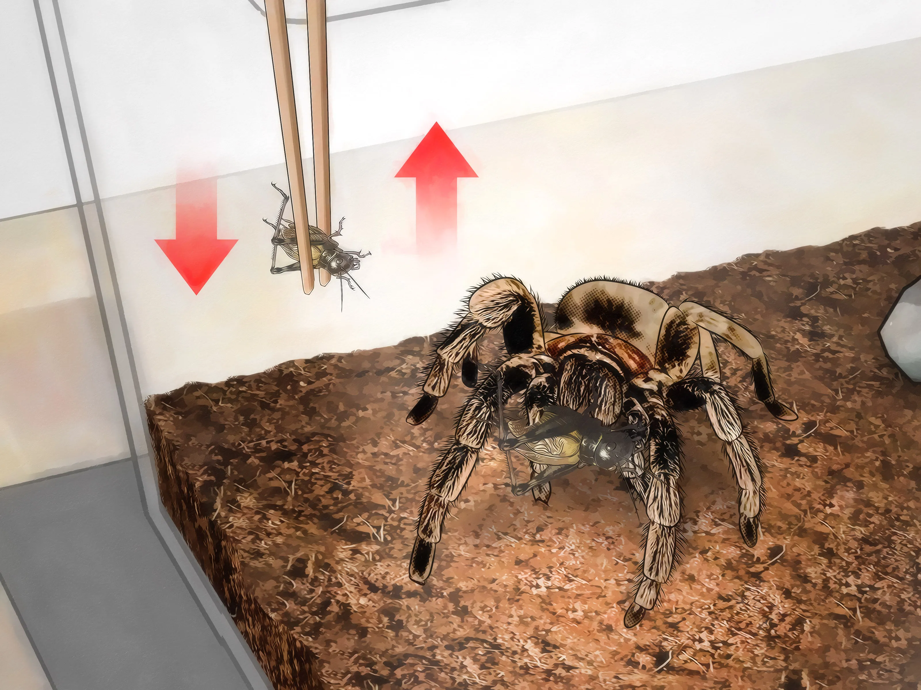 21710 tarantula prey size