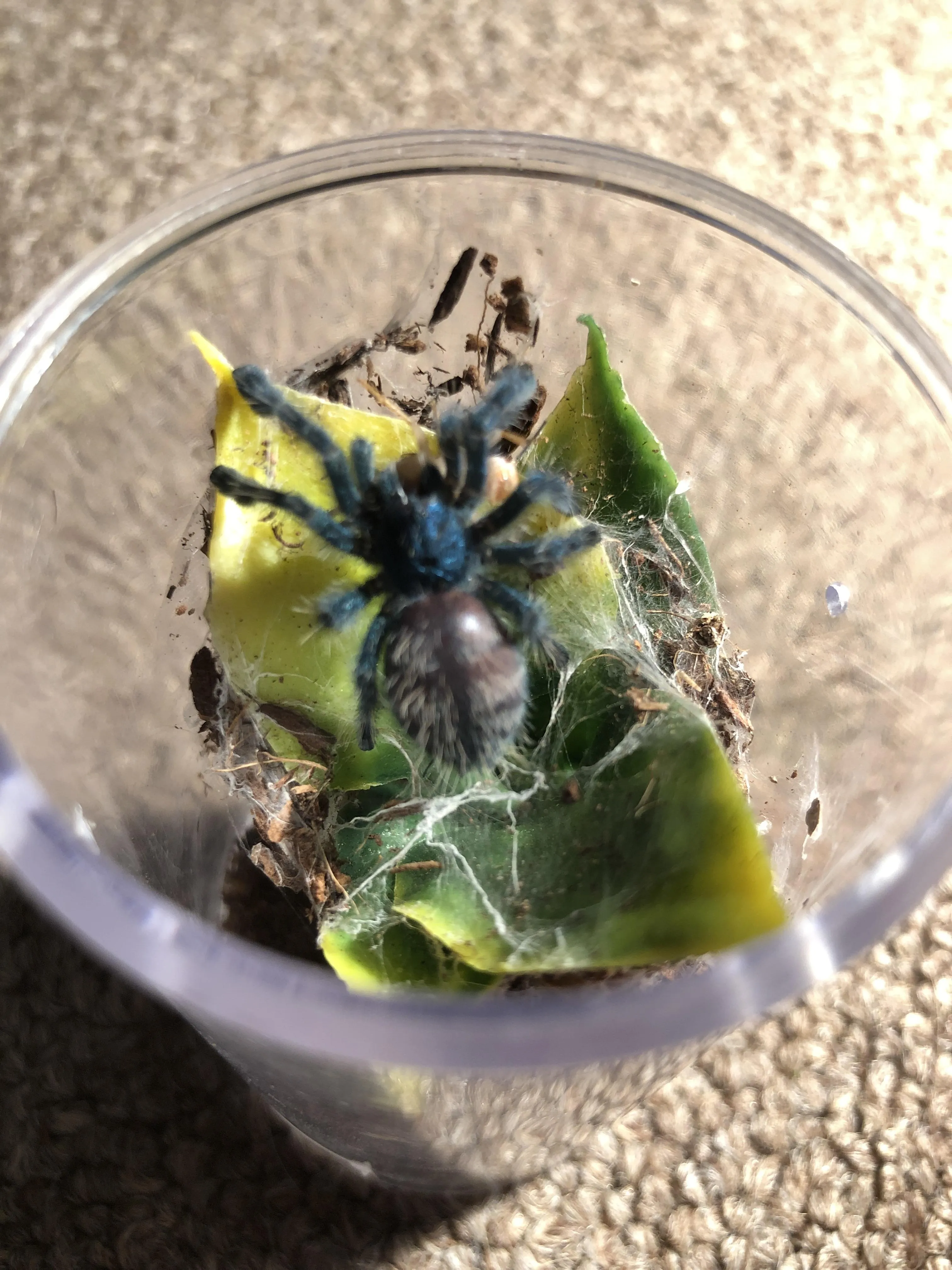 21710 tarantula too often