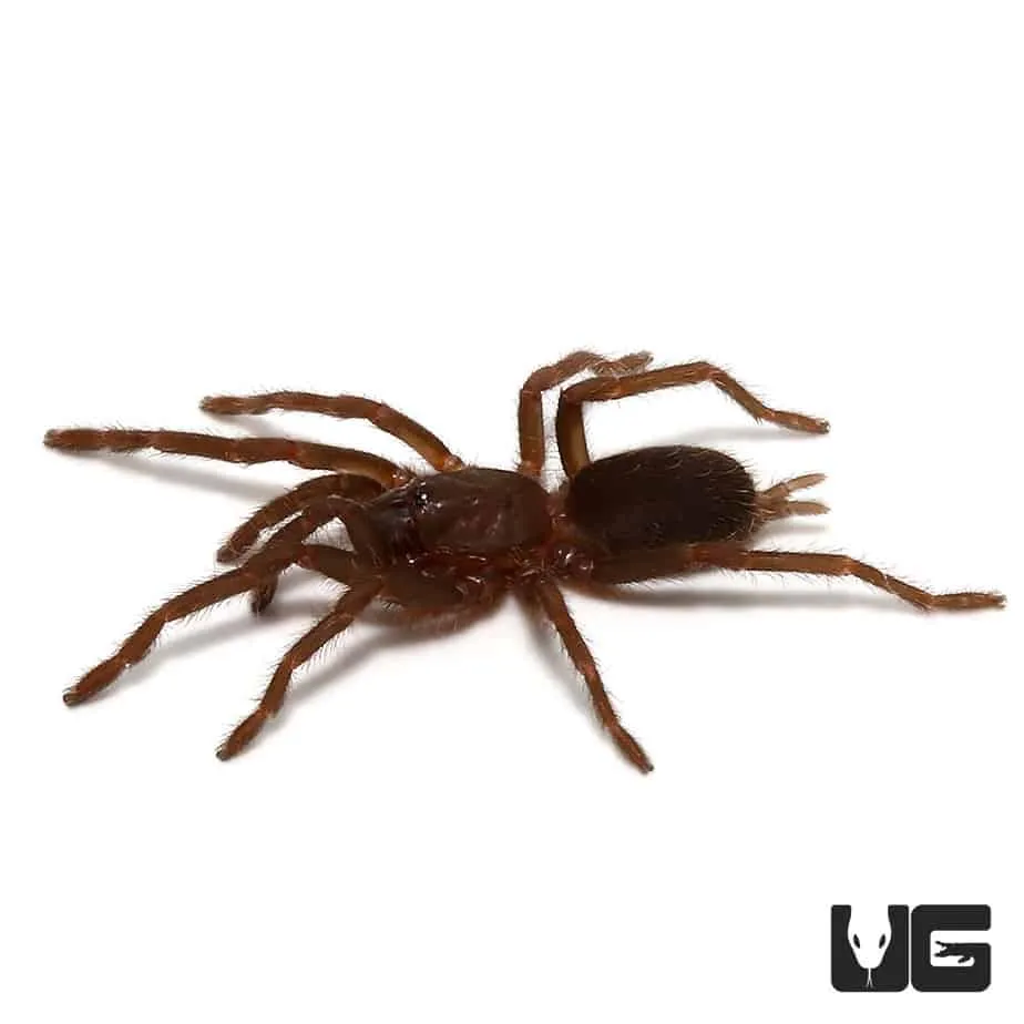 21711 cebu tarantula image1