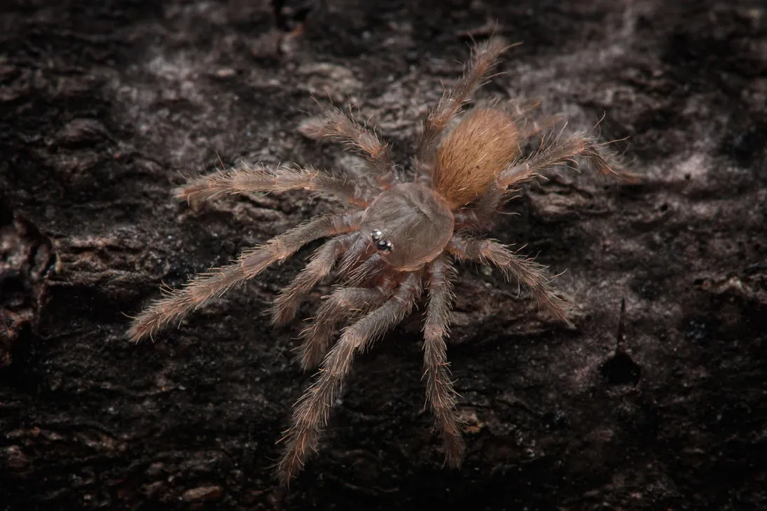 21711 cebu tarantula image2