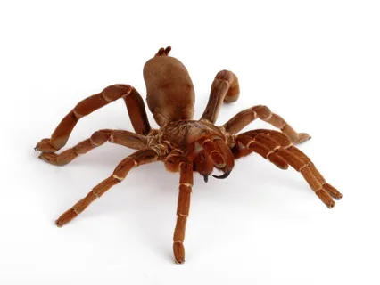21711 cebu tarantula image3