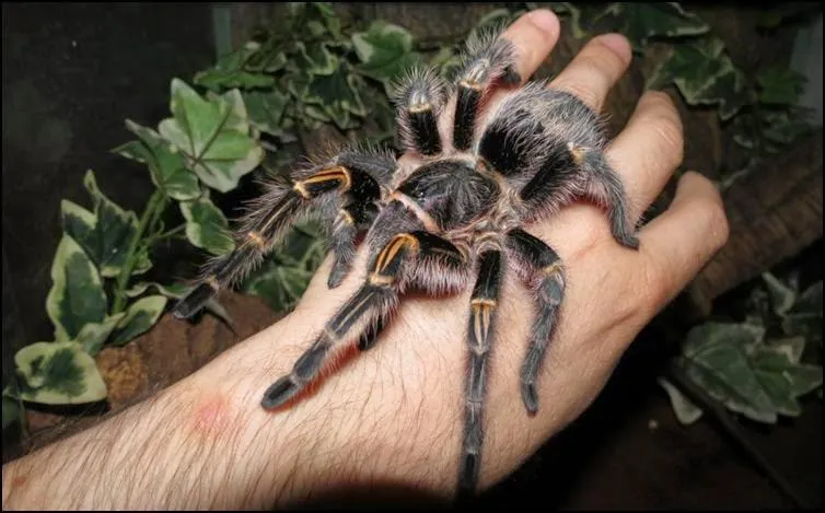 21711 cebu tarantula image4
