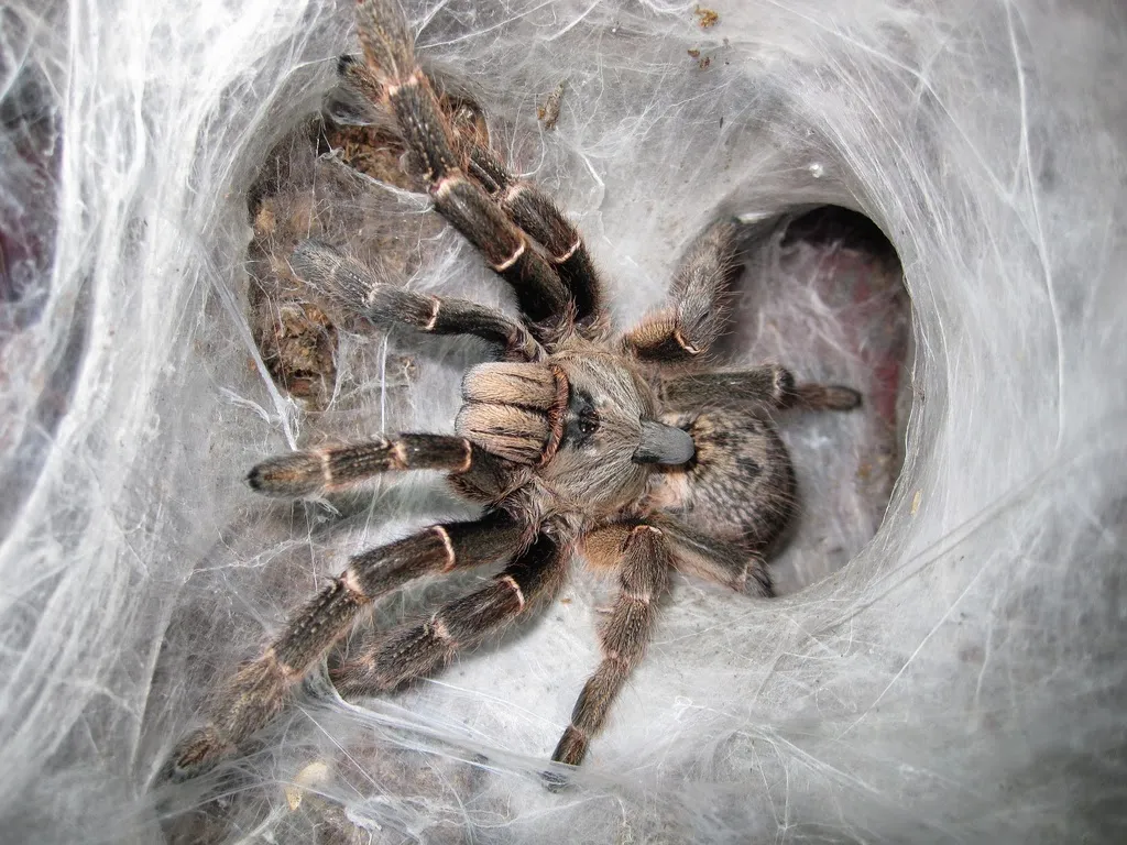 21711 cebu tarantula image5