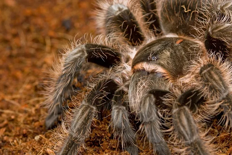21711 cebu tarantula image6