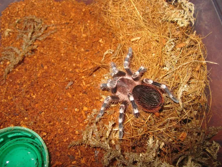 /img/21711-cebu-tarantula-image7.webp