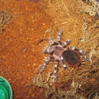 /img/21711-cebu-tarantula-image7.webp
